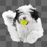 Old English Sheepdog png collage element, transparent background