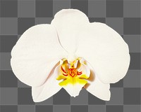 White orchid flower png collage element, transparent background