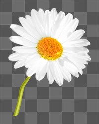 PNG daisy flower, collage element, transparent background