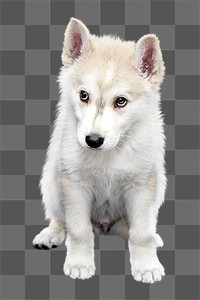 PNG cute puppy, collage element, transparent background