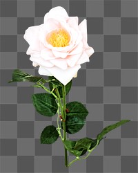 PNG rose flower, collage element, transparent background