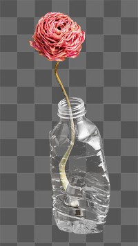 Ranunculus png collage element, transparent background