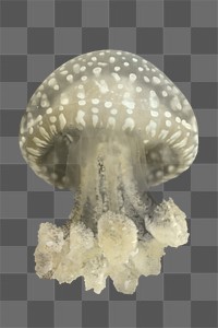 Jellyfish png, transparent background