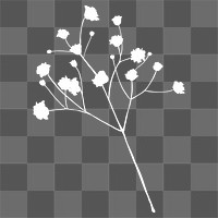 Gypsophila branch silhouette flower png element, transparent background