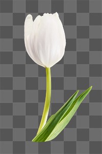 PNG tulip flower, collage element, transparent background