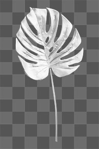 Png silver monstera leaf on transparent background