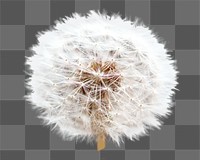 PNG Dandelion, collage element, transparent background