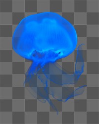 Blue jellyfish png, design element, transparent background
