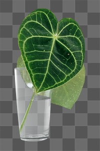 Png green leaf, isolated image, transparent background