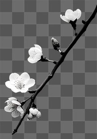 PNG A cherry blossom flower plant petal. AI generated Image by rawpixel.