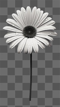 PNG Daisy flower petal plant white. AI generated Image by rawpixel.