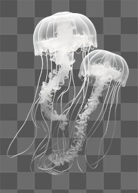 PNG Jellyfish animal invertebrate translucent. AI generated Image by rawpixel.