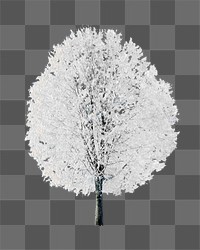 PNG Winter lone tree, transparent background