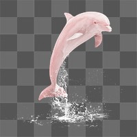 Pink dolphin png sticker, sea animal on transparent background