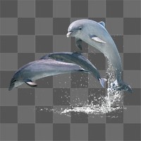 Jumping dolphins png sticker, sea animal on transparent background