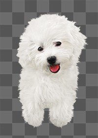 Bichon Frisé dog png collage element, transparent background