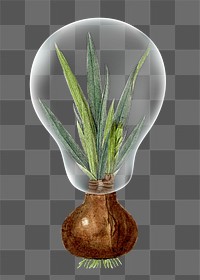 Squill plant png sticker light bulb, protect the environment, transparent background