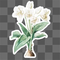 Hand drawn sparkling Crinum giganteum flower sticker with white border