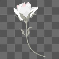 White rose png sticker, transparent background