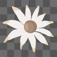 Flannel flower png sticker, transparent background