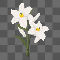 Lily flower png sticker, transparent background