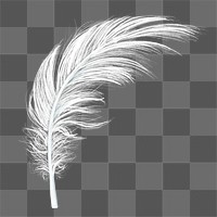 Feather png design element