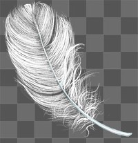 Feather png design element