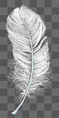 Feather png design element