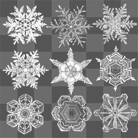 Png realistic snowflakes design element