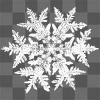 Png realistic snowflakes design element