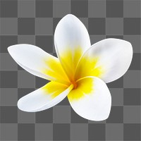 Plumeria png, flower sticker, transparent background