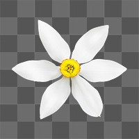 PNG white narcissus, flower sticker, transparent background