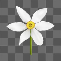 White narcissus png, flower clipart, transparent background