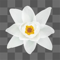 PNG white water lily, flower, collage element, transparent background