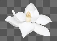 PNG white magnolia, flower clipart, transparent background