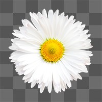 PNG white daisy, flower sticker, transparent background