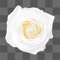 White rose png, flower clipart, transparent background