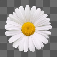 PNG white daisy, flower clipart, transparent background