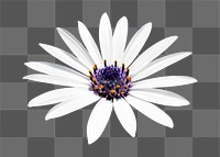 PNG white African daisy, flower clipart, transparent background