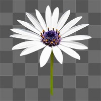 White flower png, African daisy sticker, transparent background