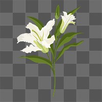 Realistic lily png flower sticker, white botanical design on transparent background