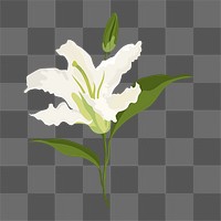 Lily flower png sticker, white botanical, feminine illustration on transparent background