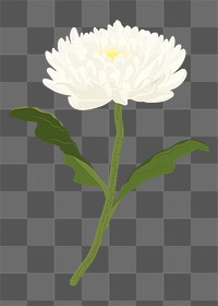 White aesthetic flower png sticker, chrysanthemum realistic illustration