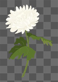 White aesthetic flower png sticker, chrysanthemum realistic illustration