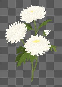 White aesthetic flower png sticker, chrysanthemum realistic illustration