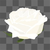 Realistic rose png sticker, white flower illustration