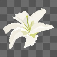 Blooming lily png sticker, white flower collage element on transparent background