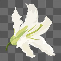 Blooming lily png sticker, white flower collage element on transparent background