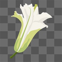 Aesthetic lily png sticker, white flower illustration on transparent background