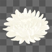 White aesthetic flower png sticker, chrysanthemum realistic illustration